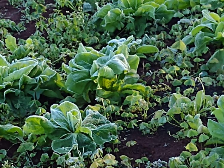 Geada já causou 80% de perdas nas hortaliças produzidas em Foz do Iguaçu