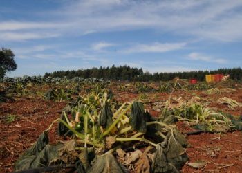 Geada matou 70% da produção dos hortigranjeiros do Alto Paraná, no Paraguai
