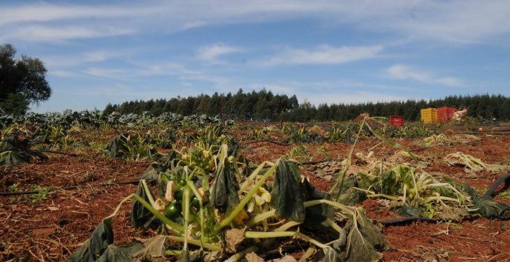 Geada matou 70% da produção dos hortigranjeiros do Alto Paraná, no Paraguai