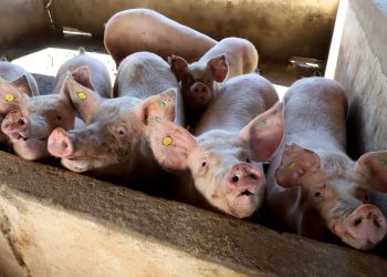 Puxado por Toledo, Paraná avança e mira novos mercados internacionais na carne suína