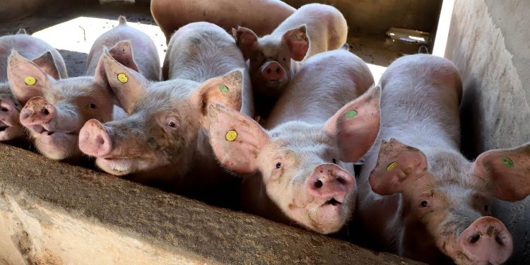 Puxado por Toledo, Paraná avança e mira novos mercados internacionais na carne suína