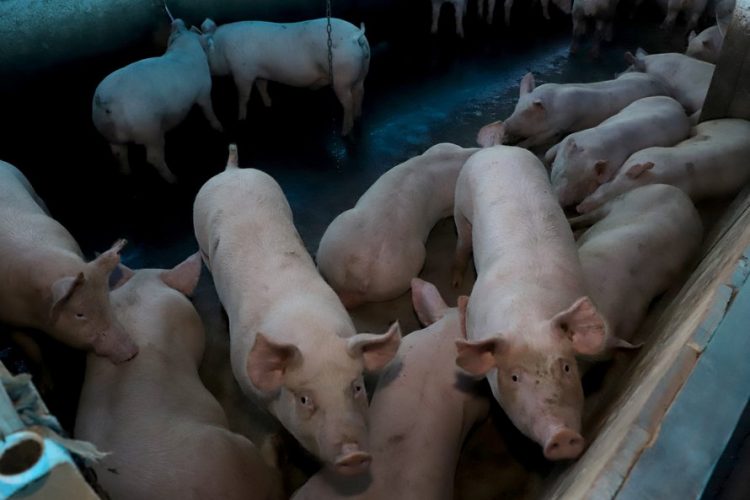 Puxado por Toledo, Paraná avança e mira novos mercados internacionais na carne suína