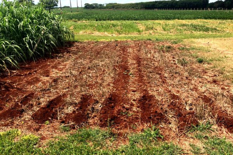 Unioeste incentiva produção de leite orgânico na agricultura familiar