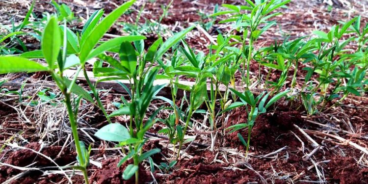 Unioeste incentiva produção de leite orgânico na agricultura familiar