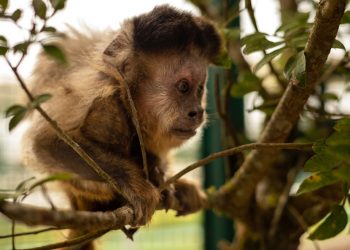 Paraná cria comitê para reforçar combate aos crimes contra animais silvestres