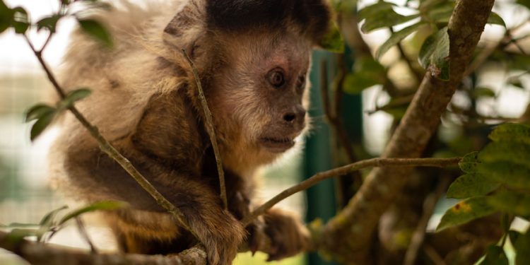 Paraná cria comitê para reforçar combate aos crimes contra animais silvestres