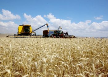 Geadas preocupam produtores de milho, mas podem ajudar aclimatação do trigo