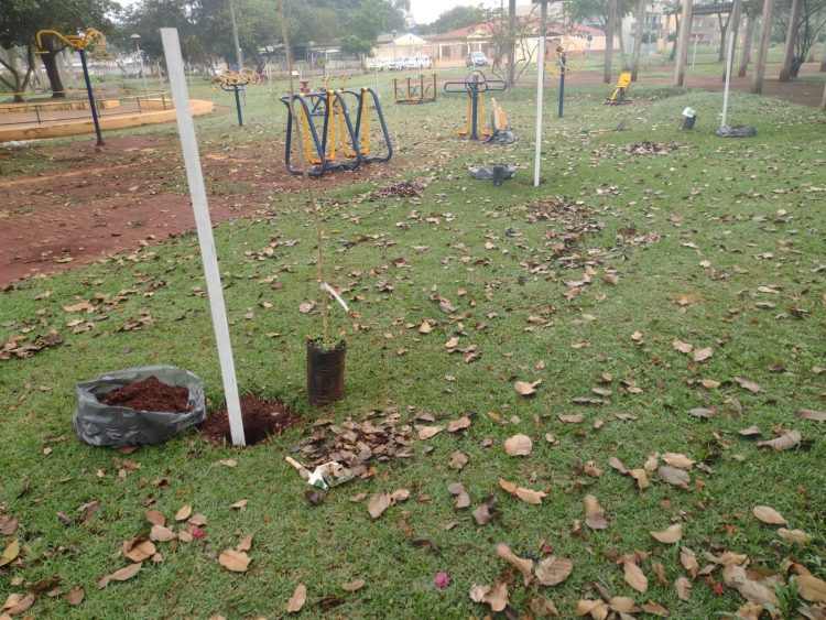 Ipês do memorial às vítimas da Covid-19 em Foz estão sendo arrancados
