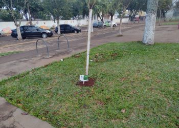 Ipês do memorial às vítimas da Covid-19 em Foz estão sendo arrancados