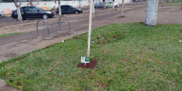 Ipês do memorial às vítimas da Covid-19 em Foz estão sendo arrancados