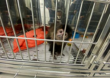 Estado intensifica cuidados com novo Centro de Atendimento à Fauna Silvestre na região Oeste