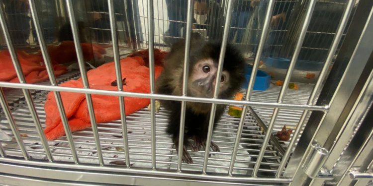 Estado intensifica cuidados com novo Centro de Atendimento à Fauna Silvestre na região Oeste