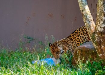 Itaipu desenvolve trabalho pioneiro para o bem-estar de animais no Refúgio Bela Vista