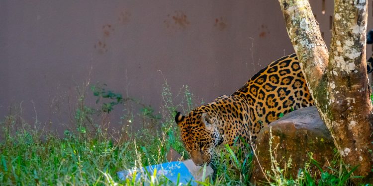 Itaipu desenvolve trabalho pioneiro para o bem-estar de animais no Refúgio Bela Vista