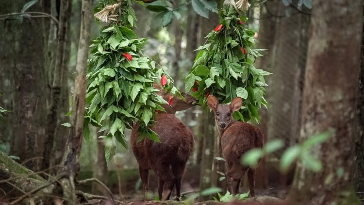 Itaipu desenvolve trabalho pioneiro para o bem-estar de animais no Refúgio Bela Vista
