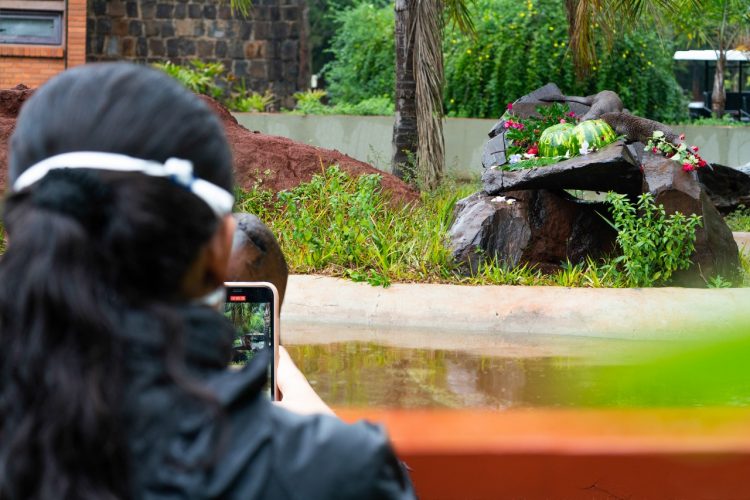 Itaipu desenvolve trabalho pioneiro para o bem-estar de animais no Refúgio Bela Vista
