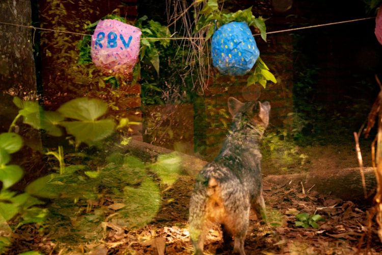 Itaipu desenvolve trabalho pioneiro para o bem-estar de animais no Refúgio Bela Vista