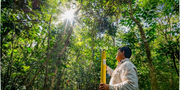 Evento on-line aborda a importância da biodiversidade para o clima, água e energia