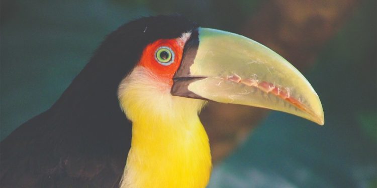 Parque Nacional do Iguaçu fortalece o birdwatching e credencia condutores para observação de aves