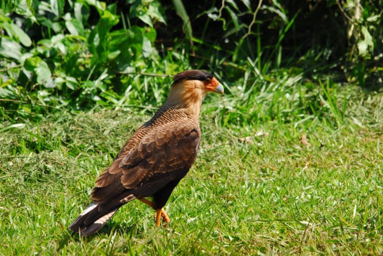 Parque Nacional do Iguaçu fortalece o birdwatching e credencia condutores para observação de aves