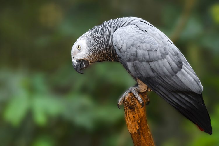 Parque Nacional do Iguaçu fortalece o birdwatching e credencia condutores para observação de aves
