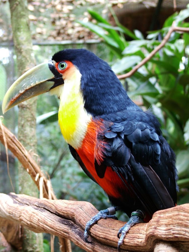 Parque Nacional do Iguaçu fortalece o birdwatching e credencia condutores para observação de aves