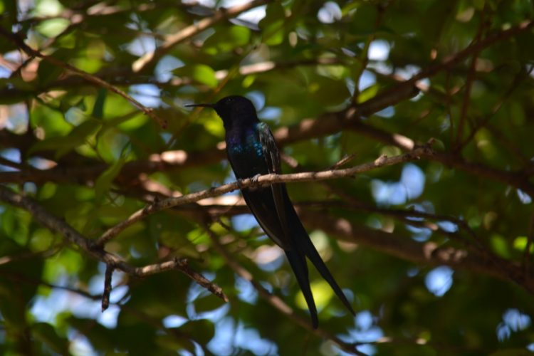 Parque Nacional do Iguaçu fortalece o birdwatching e credencia condutores para observação de aves