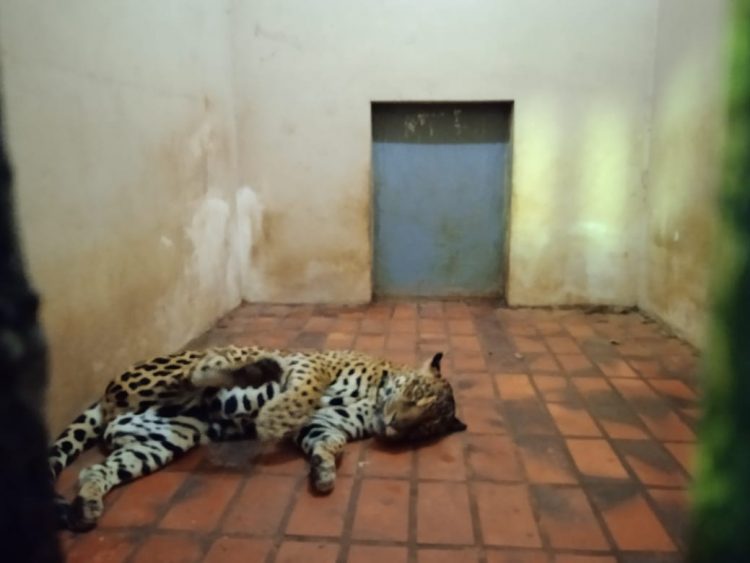 Após retirada de animais, Bosque Guarani será revitalizado e continuará aberto