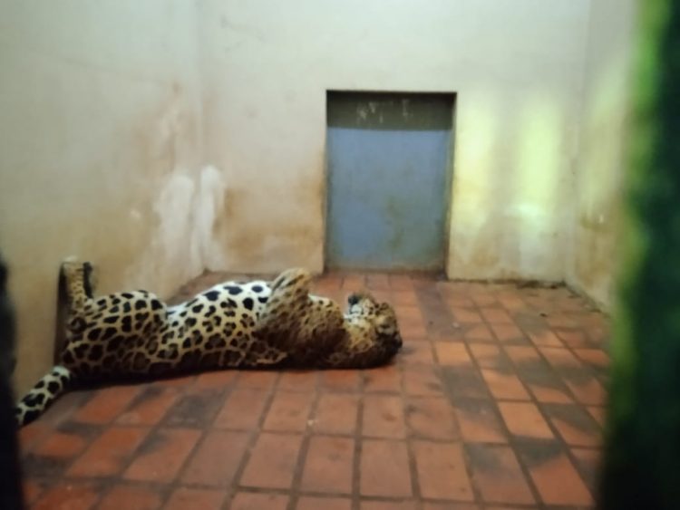 Após retirada de animais, Bosque Guarani será revitalizado e continuará aberto