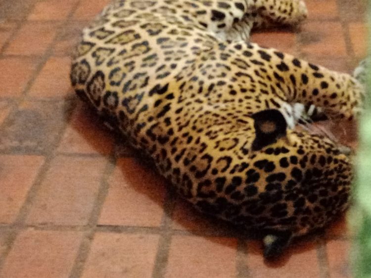 Após retirada de animais, Bosque Guarani será revitalizado e continuará aberto