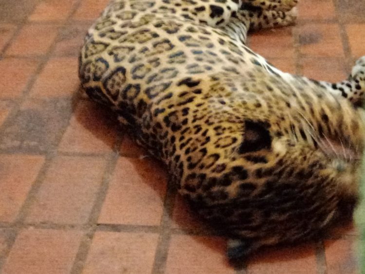 Após retirada de animais, Bosque Guarani será revitalizado e continuará aberto