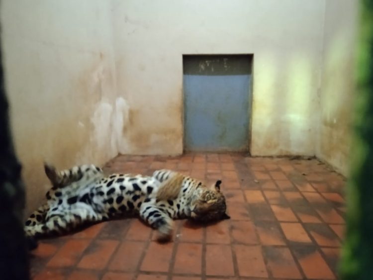 Após retirada de animais, Bosque Guarani será revitalizado e continuará aberto