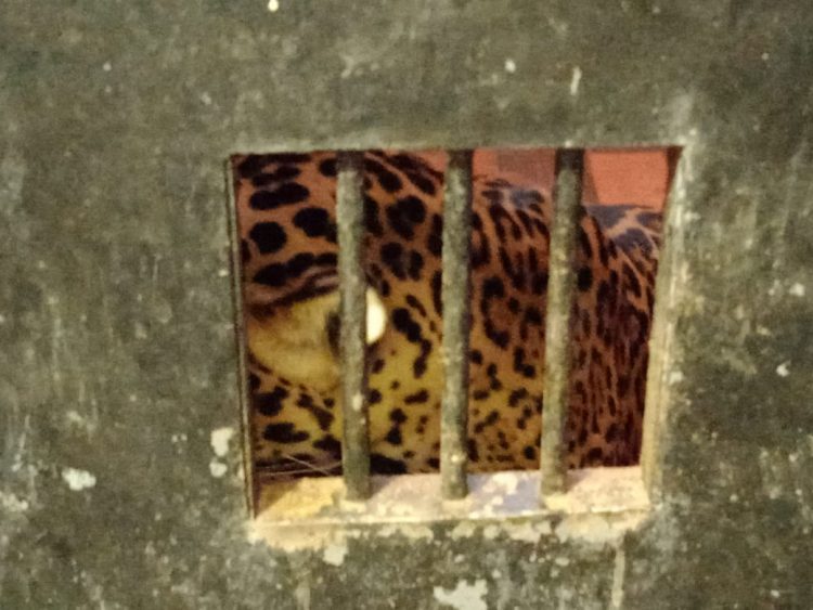 Após retirada de animais, Bosque Guarani será revitalizado e continuará aberto