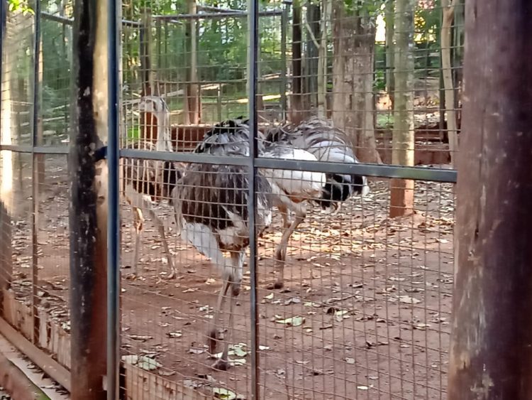 Após retirada de animais, Bosque Guarani será revitalizado e continuará aberto