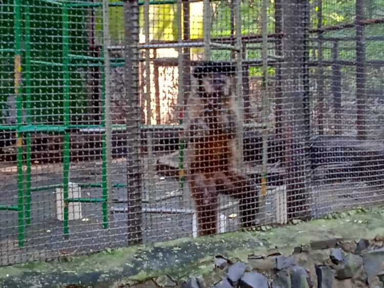 Após retirada de animais, Bosque Guarani será revitalizado e continuará aberto