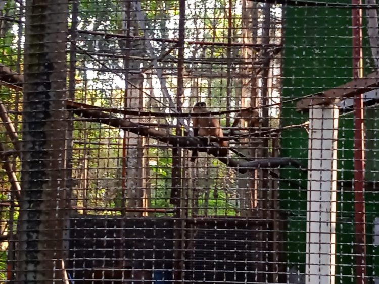 Após retirada de animais, Bosque Guarani será revitalizado e continuará aberto