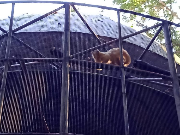 Após retirada de animais, Bosque Guarani será revitalizado e continuará aberto