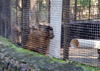 Após retirada de animais, Bosque Guarani será revitalizado e continuará aberto