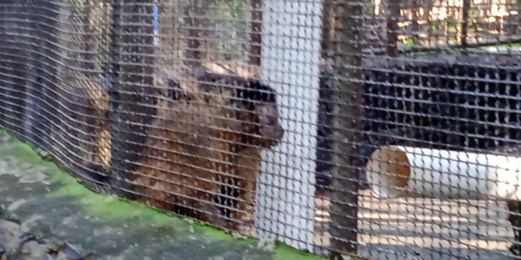 Após retirada de animais, Bosque Guarani será revitalizado e continuará aberto