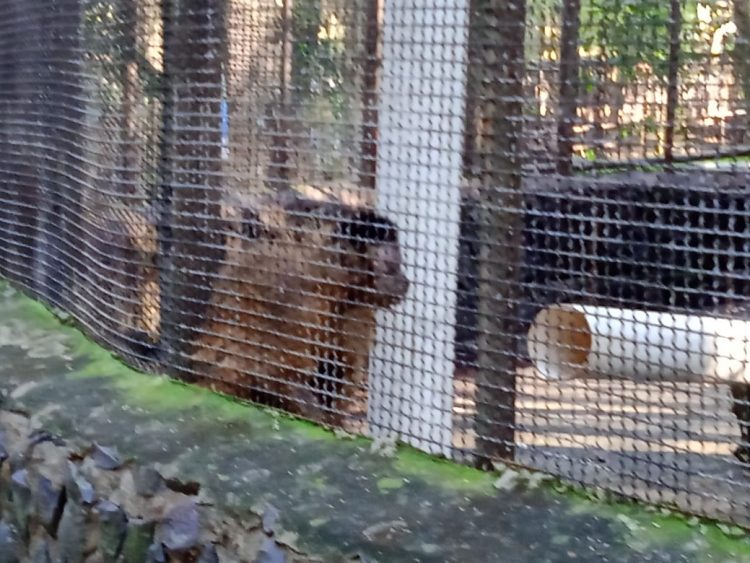 Após retirada de animais, Bosque Guarani será revitalizado e continuará aberto