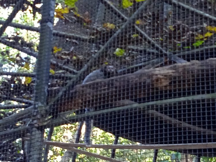 Após retirada de animais, Bosque Guarani será revitalizado e continuará aberto