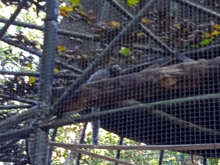 Após retirada de animais, Bosque Guarani será revitalizado e continuará aberto