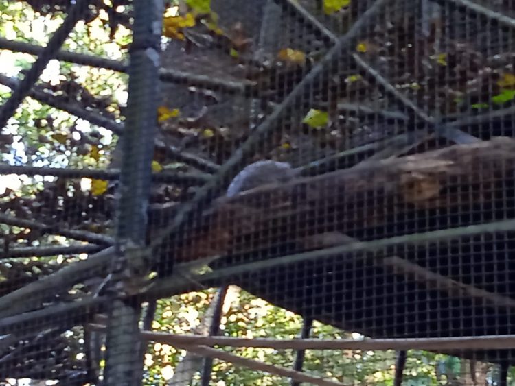 Após retirada de animais, Bosque Guarani será revitalizado e continuará aberto