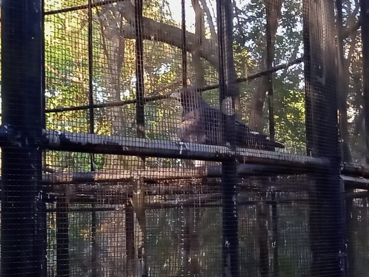 Após retirada de animais, Bosque Guarani será revitalizado e continuará aberto