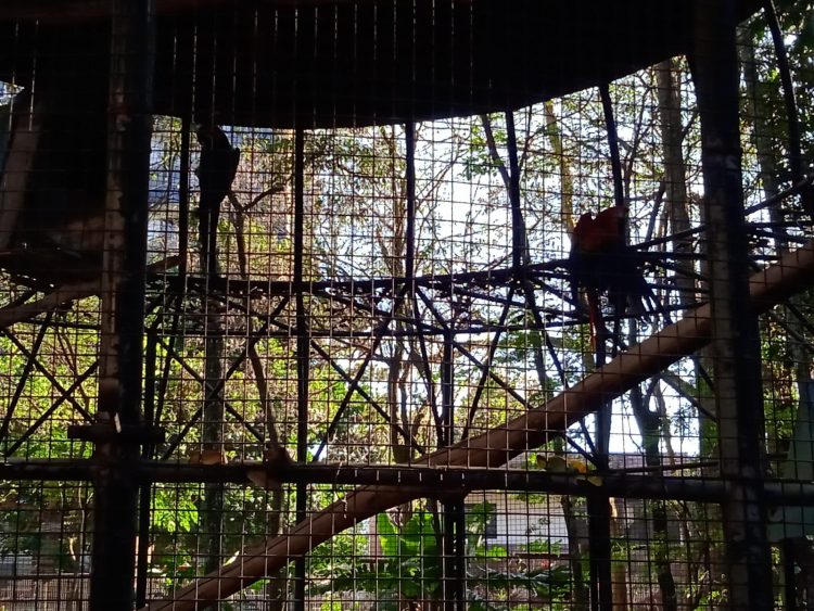 Após retirada de animais, Bosque Guarani será revitalizado e continuará aberto