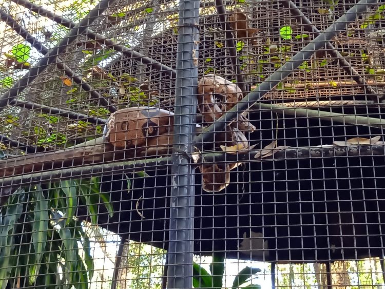 Após retirada de animais, Bosque Guarani será revitalizado e continuará aberto