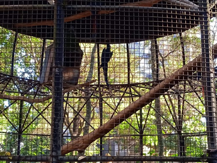Após retirada de animais, Bosque Guarani será revitalizado e continuará aberto