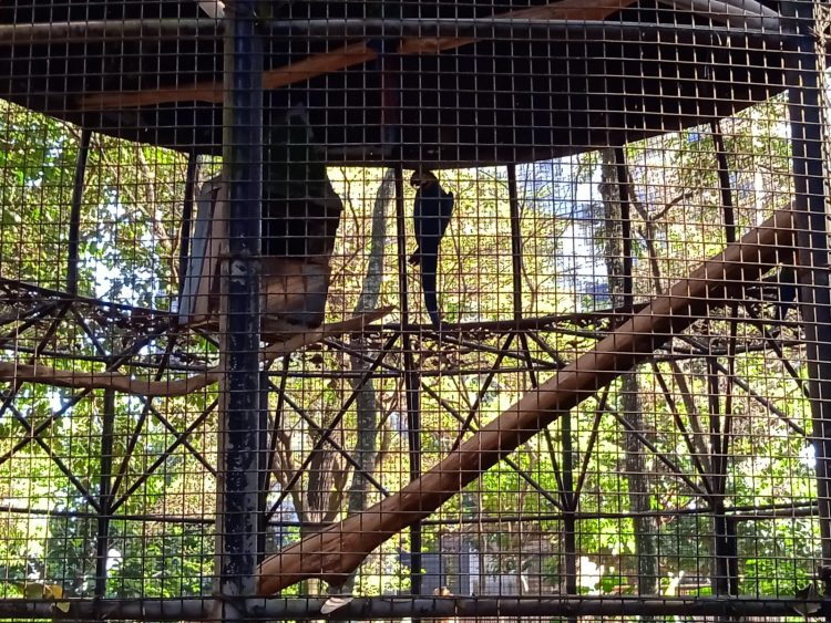 Após retirada de animais, Bosque Guarani será revitalizado e continuará aberto