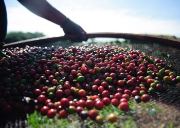 Quebra da safra e exportações devem elevar o preço do café em até 40%