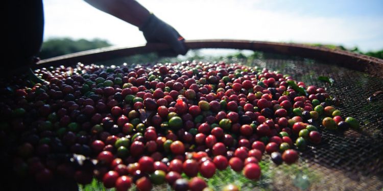 Quebra da safra e exportações devem elevar o preço do café em até 40%
